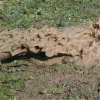 Išsiurbtas dumblas